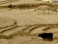 cow-in-field-8x10